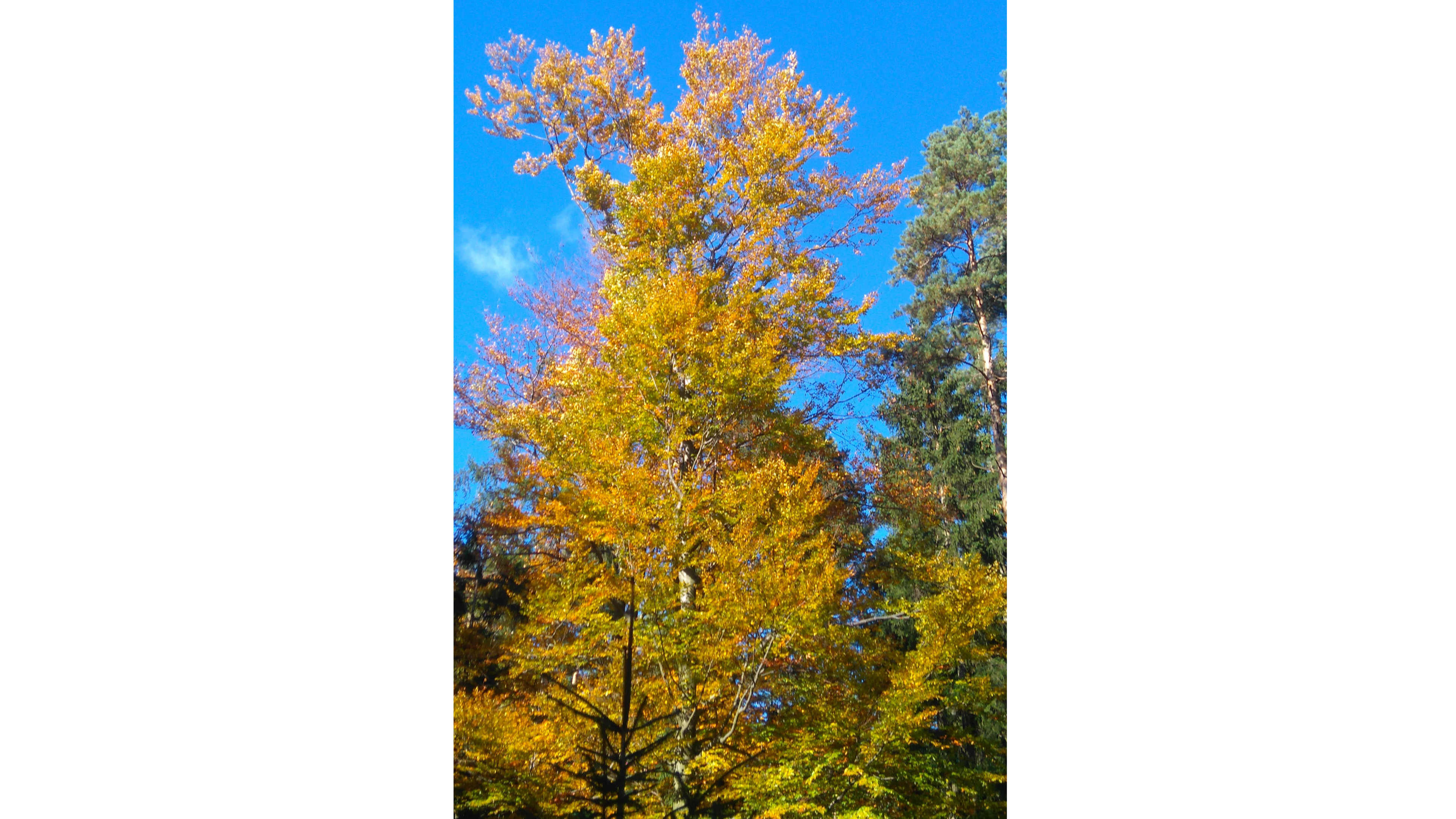 Baum mit gelbbraunen Blättern
