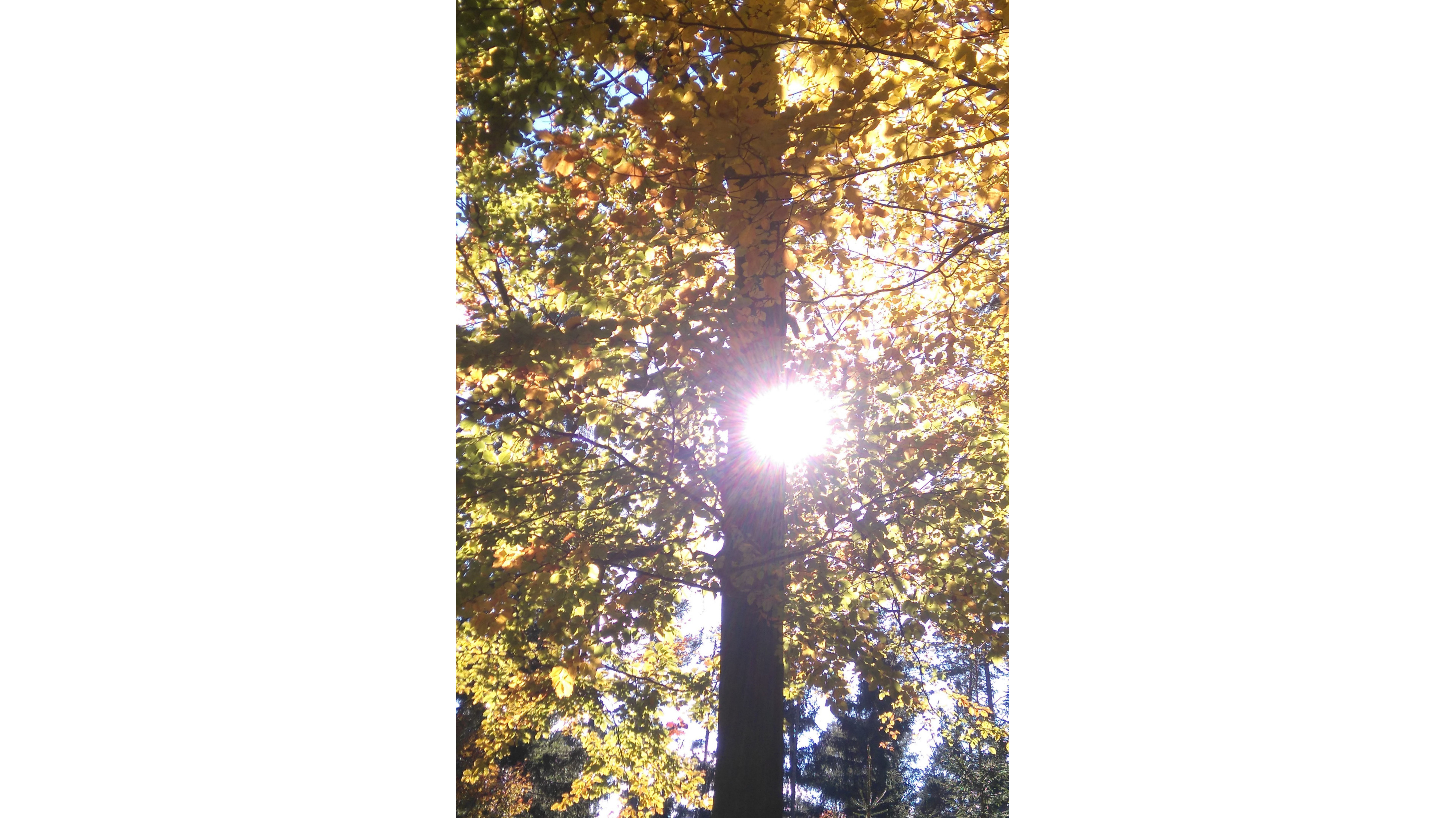 Sonne schimmert durch Baum mit gelbbraunen Blättern