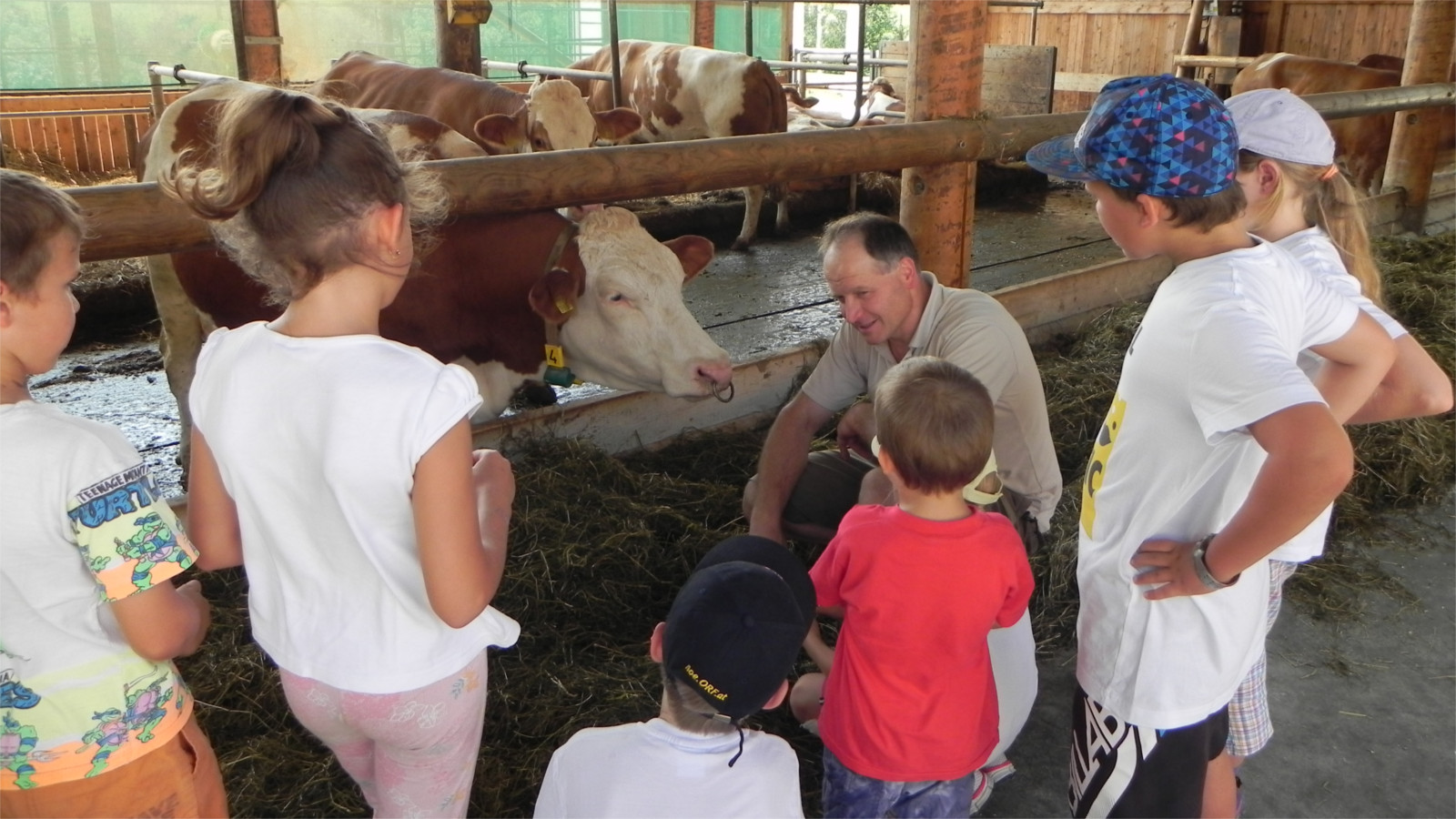 Hubert erzählt den Kindern etwas vor den Kühen