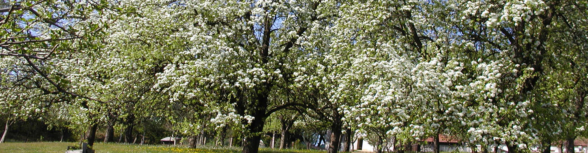 Obstgarten in Blüte