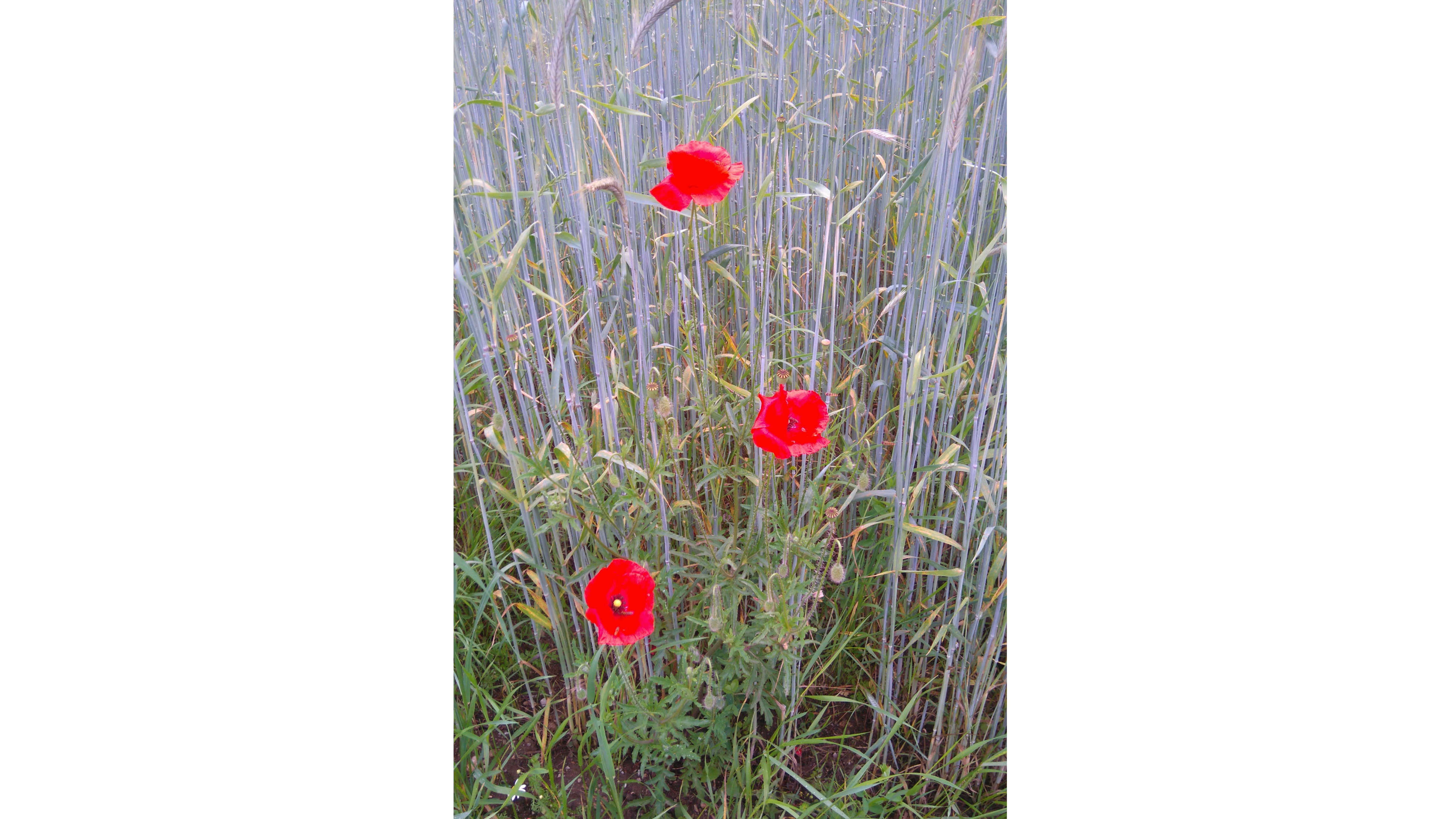 Rote Blumen im Feld