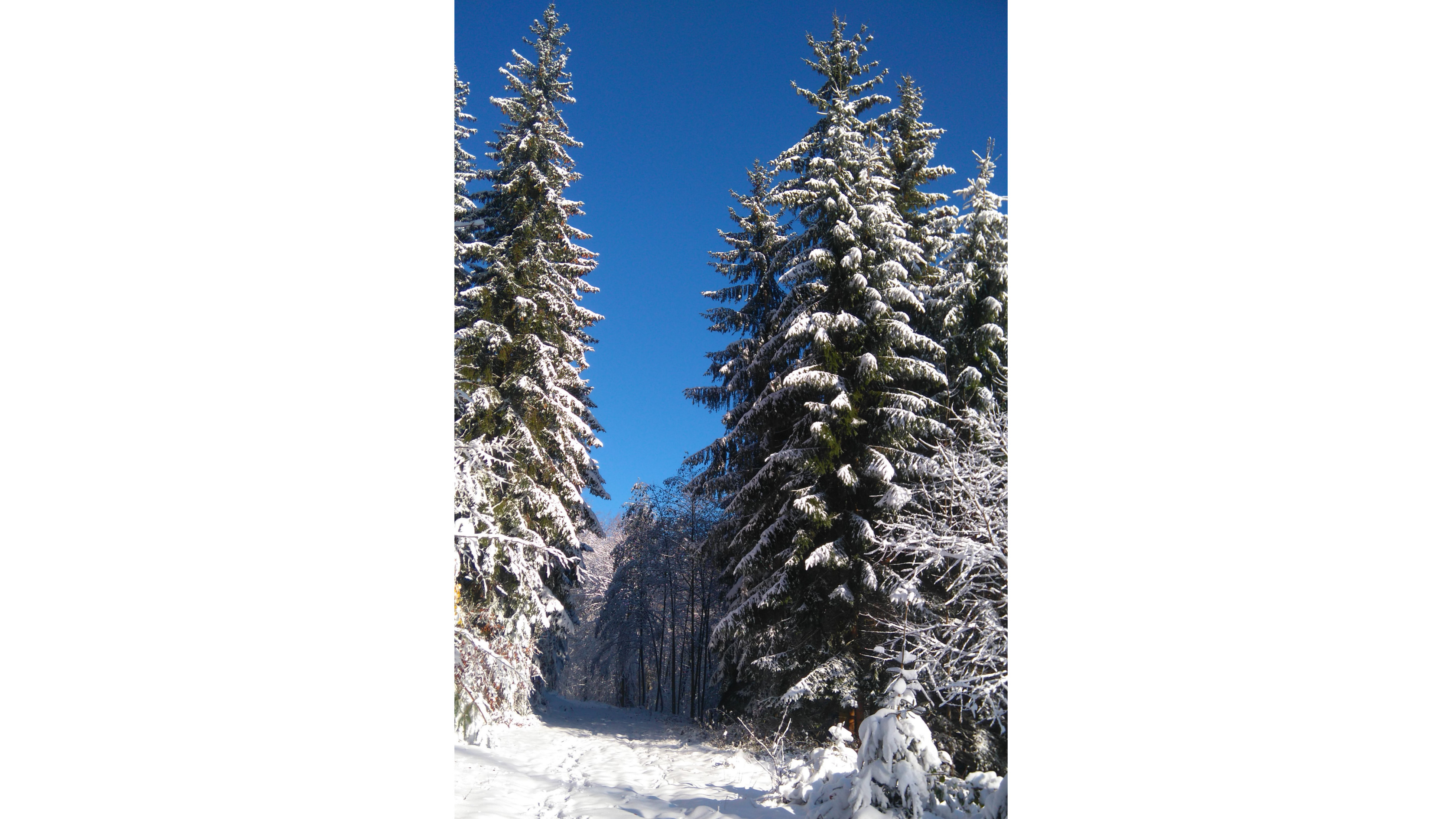 Waldweg durch Schneebedeckte Winterlandschaft