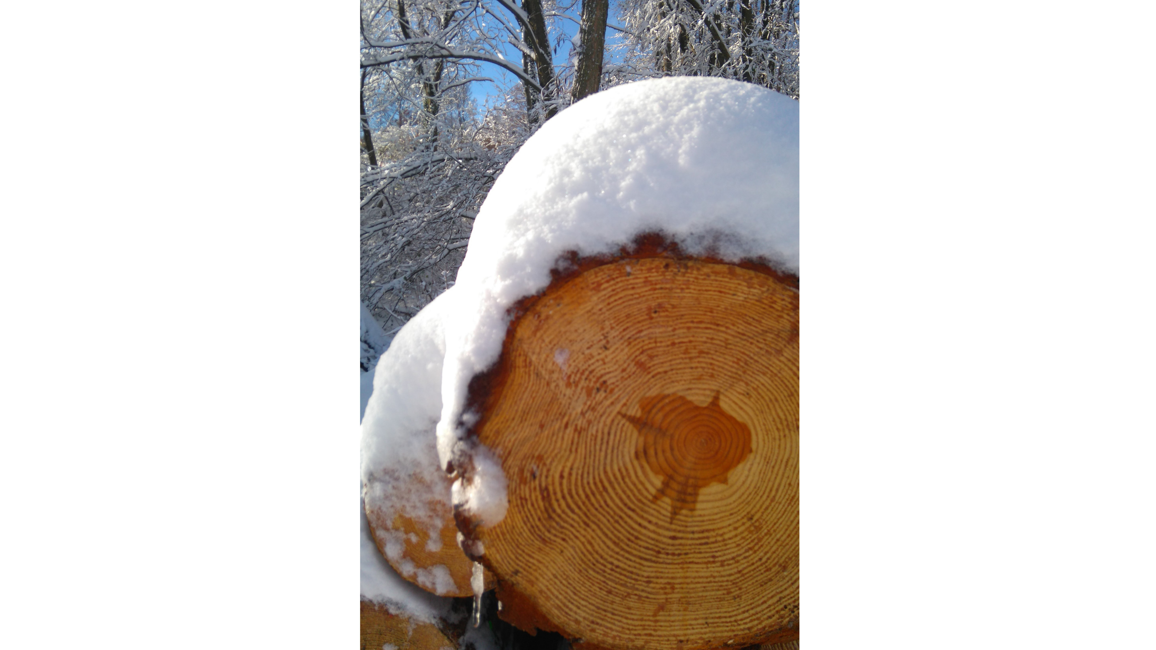 Schneebedeckter Baumstamm