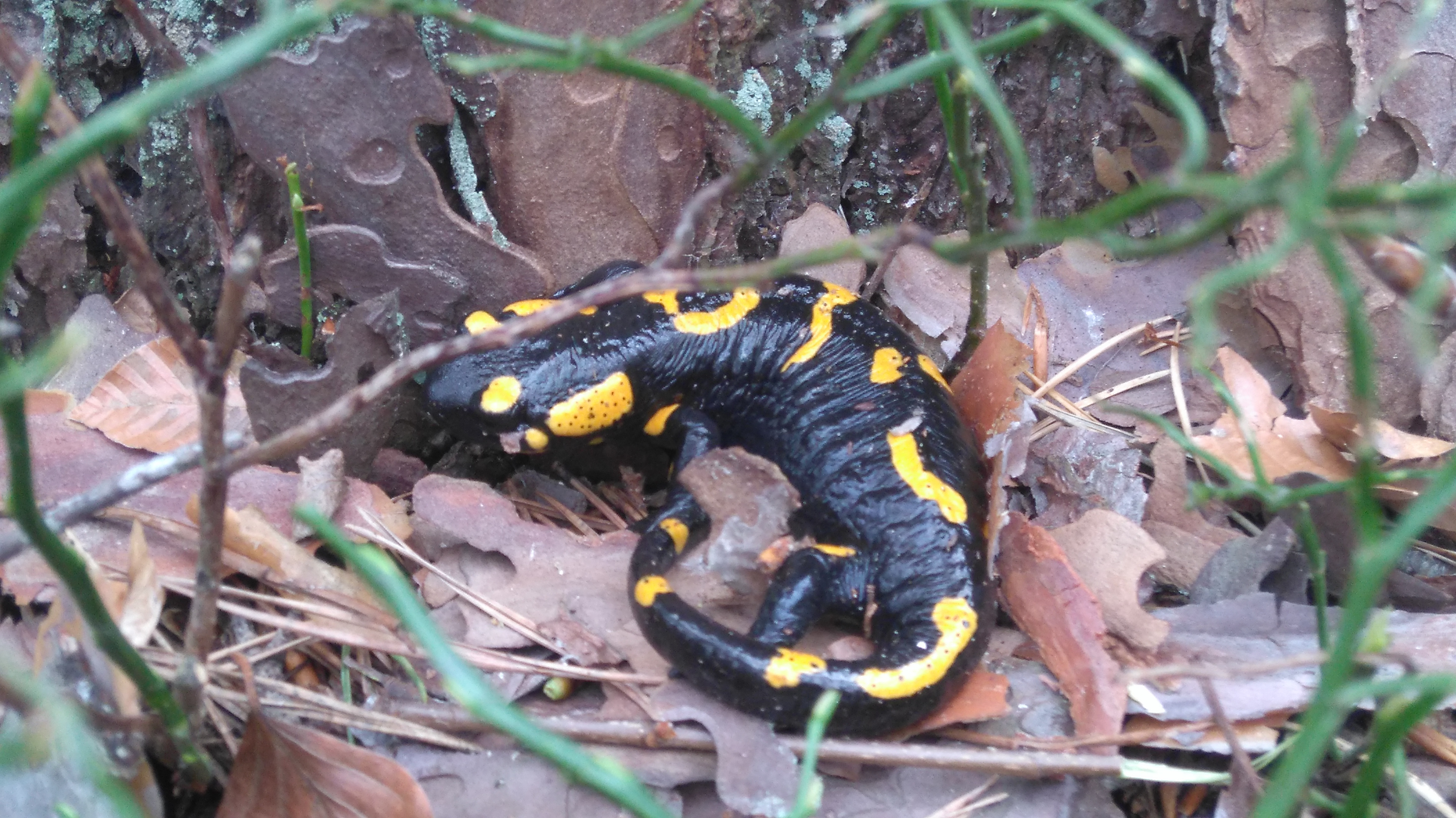Ein Feuersalamander am Waldboden